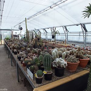 Part of Cactus Collection