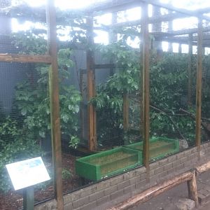 European kingfisher-aviary