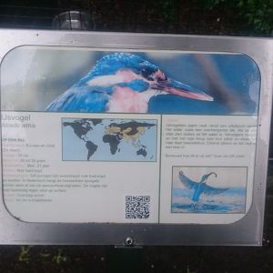 Sign European kingfisher
