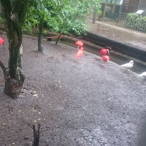 Scarlet ibisses and Waterfowl