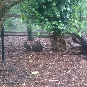 Grey peacok-pheasant with chicks