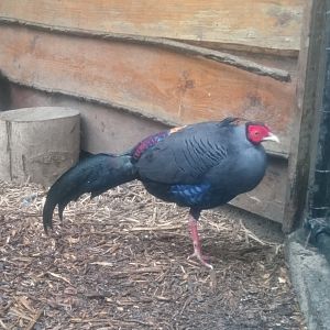 Siamese fireback