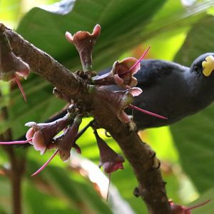 Scissor-billed Starling