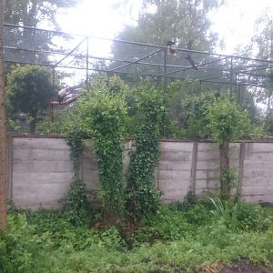 King vulture aviary from out-side the Zoo