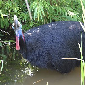 Cassowary in the Water