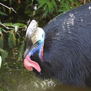 Cassowary in the Water
