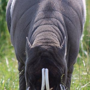 Babirusa