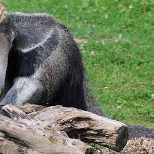 Anteater Eating