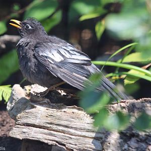 Grey-winged Blackbird