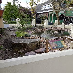 Wild cavy Outdoor-enclosure