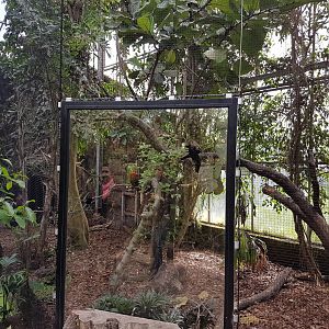 Mixed aviary in Philippine part of the Hall