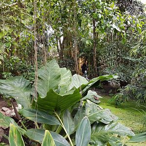 Pond in Philippine Hall