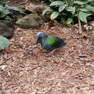 Nicobar pigeon