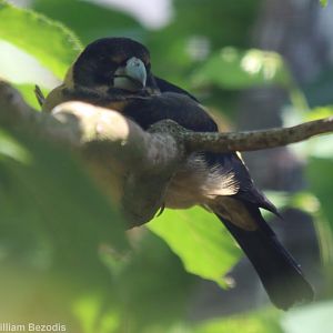 Collared Grosbeak