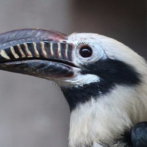 Visayan Tarictic Hornbill