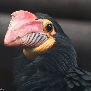 Mindanao Wrinkled Hornbill