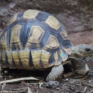 Ploughshare Tortoise