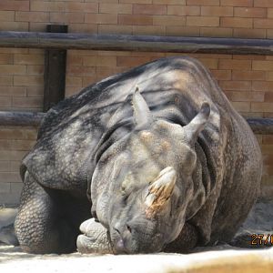 Indian Rhinoceros