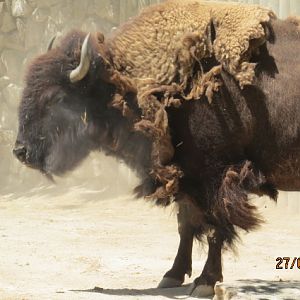 American Bison