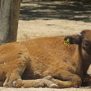 American Bison Calf
