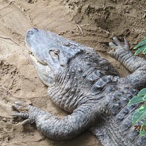 American Alligator