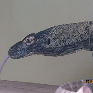 Komodo Dragon