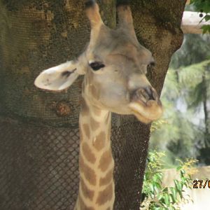 Angolan Giraffe