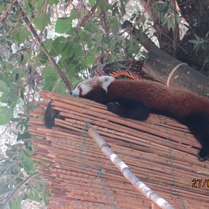 Red Panda
