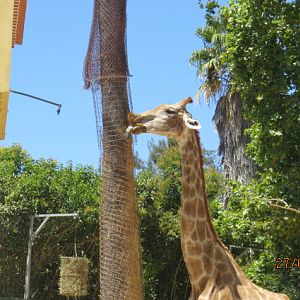 Angolan Giraffe
