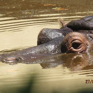 Hippopotamus