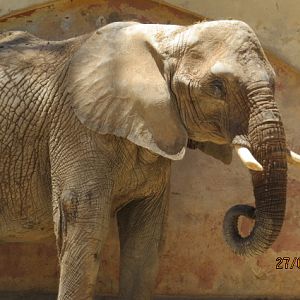 African Elephant Cow