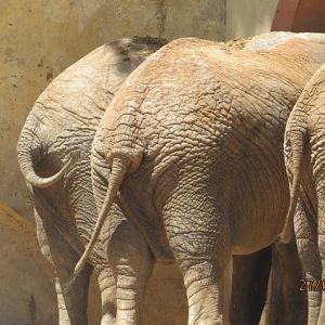African Elephant Cows