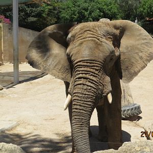 African Elephant Bull