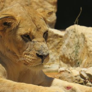 African Lion