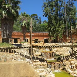 African Lion Exhibit