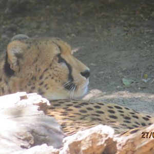 Cheetah