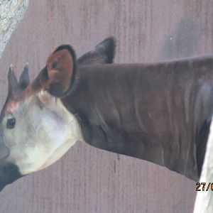 Okapi