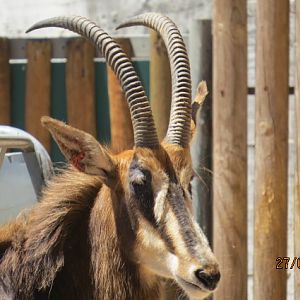 Sable Antelope