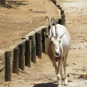 Scimitar-horned Oryx