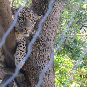 African Leopard