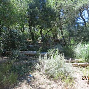 Iberian Lynx Exhibit