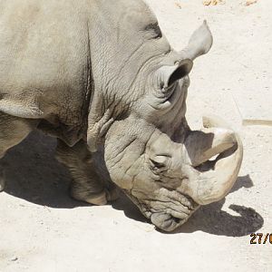 White Rhinoceros