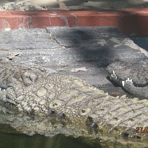 Nile Crocodiles
