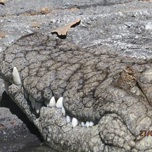 Nile Crocodile