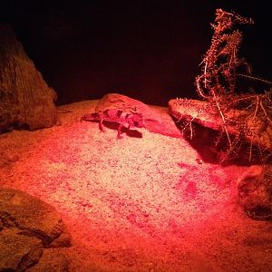 Banded Knob-tailed Gecko (Nephrurus wheeleri cinctus)