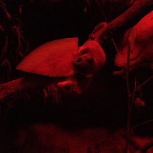 Feathertail Glider (Acrobates pygmaeus)