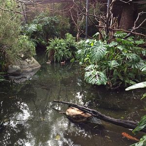 Tropical Birds Aviary