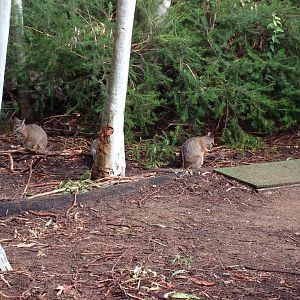 Tammar Wallaby (Macropus eugenii)