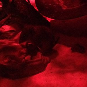 Dibbler (Parantechinus apicalis)