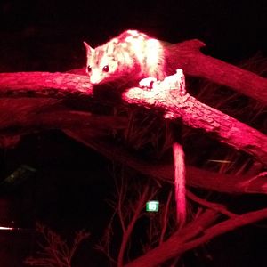 Northern Quoll (Dasyurus hallucatus)